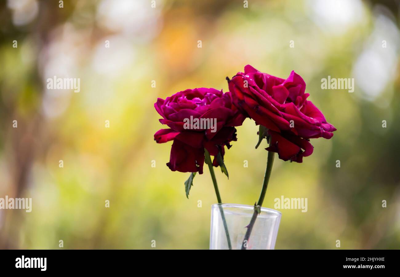 Deux roses rouges dans un verre vue rapprochée avec un magnifique arrière-plan flou, cadeau pour femme ou amoureux en rose jour, Saint Valentin jour Banque D'Images