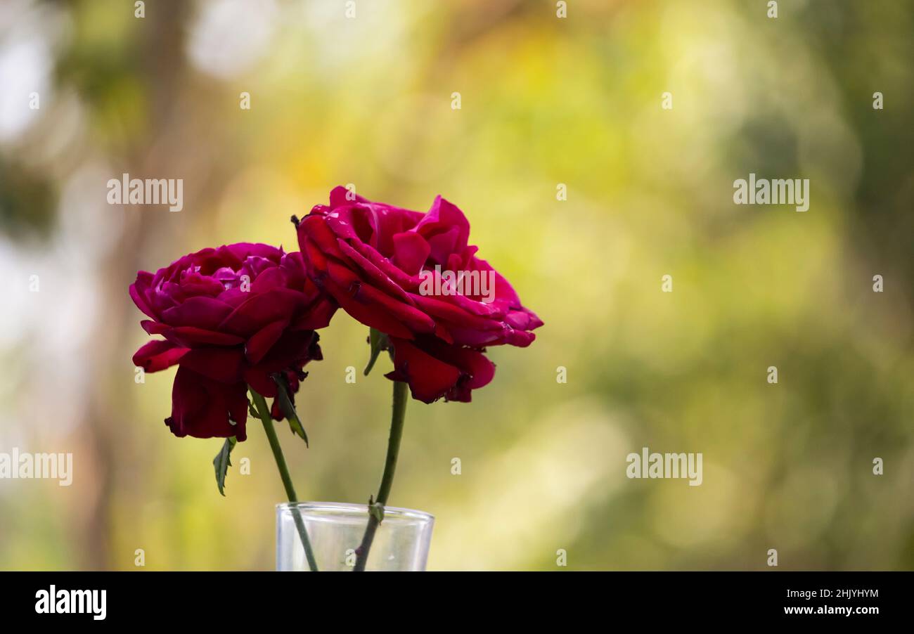 Deux roses rouges dans un verre vue rapprochée avec un magnifique arrière-plan flou, cadeau pour femme ou amoureux en rose jour, Saint Valentin jour Banque D'Images