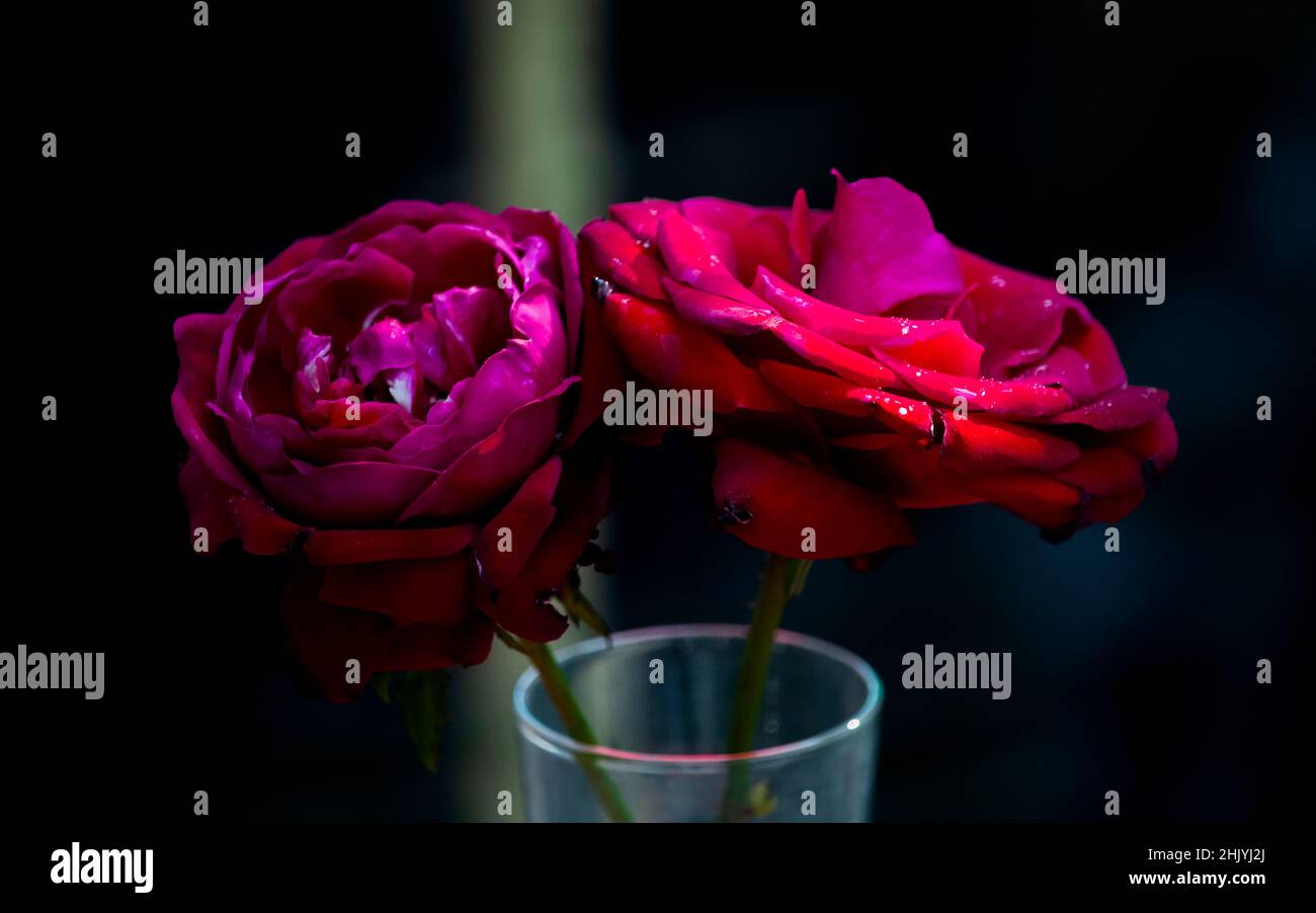 Deux fleurs de rose rouge dans un verre vue rapprochée avec fond sombre Banque D'Images