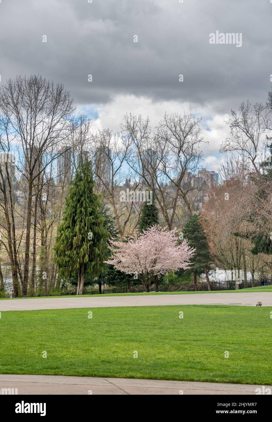 Vue sur le parc Deer Lake à Vancouver au début de la saison printanière Banque D'Images