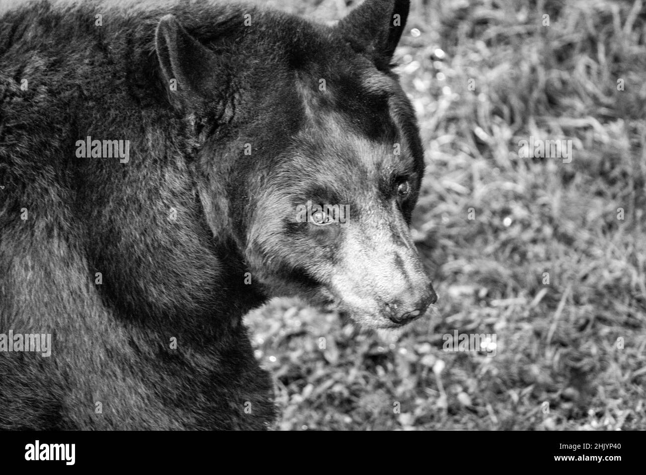 Un ours noir américain (Ursus americanus) regarde dans son habitat au WNC nature Centre à Asheville, en Caroline du Nord, aux États-Unis. Banque D'Images