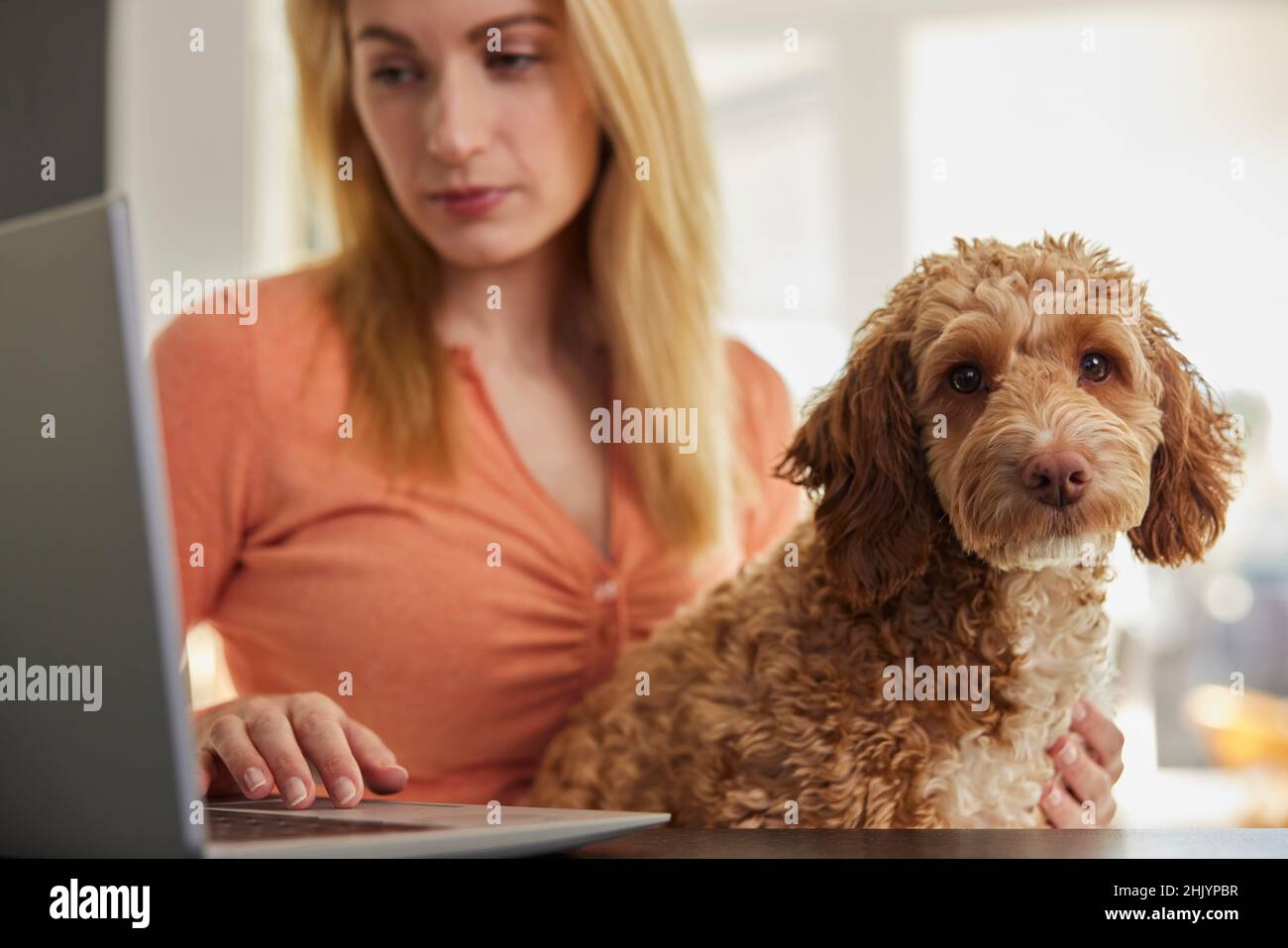Femme avec chien de Cockapoo d'animal recherchant l'assurance sur ordinateur portable à la maison Banque D'Images