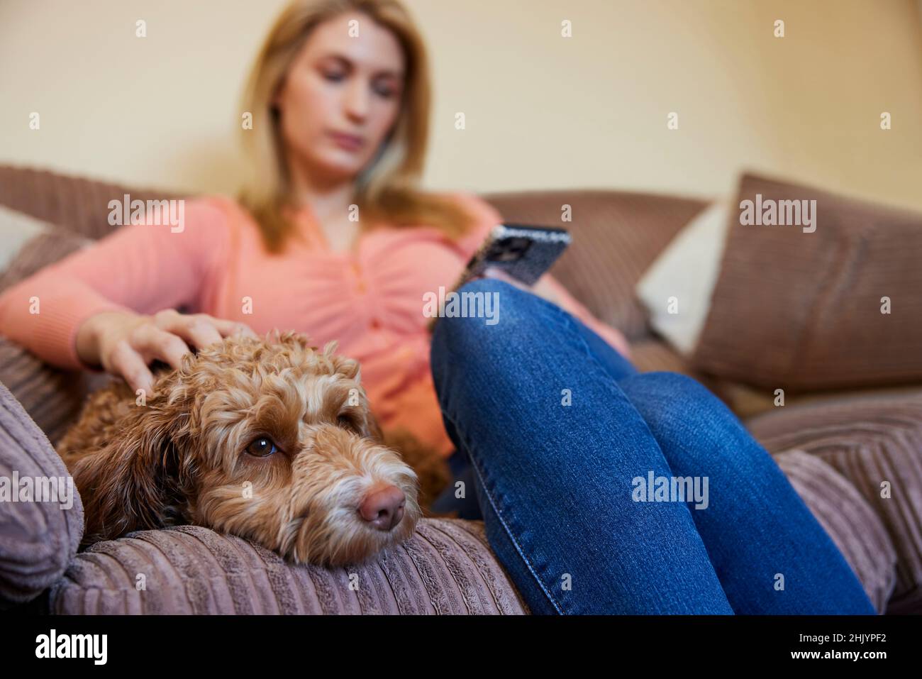 Femme avec un chien de Cockapoo d'animal de compagnie se détendre sur un canapé vérifier le téléphone mobile à la maison Banque D'Images