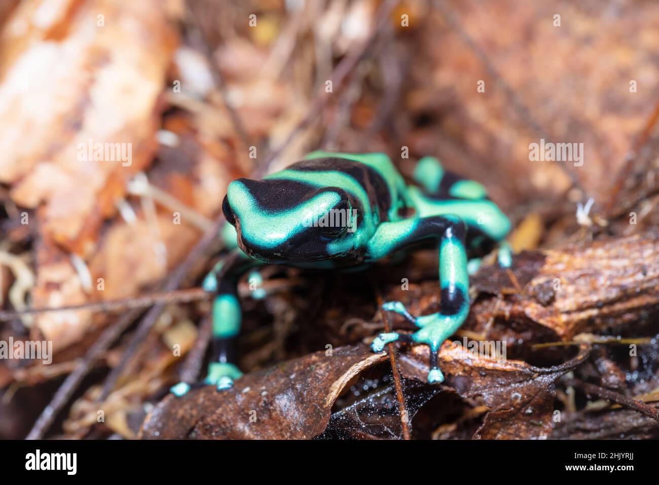 Grenouille verte et noire (Dendrobates auratus), la Fortuna Alajuela - Arenal, Costa Rica faune . Banque D'Images
