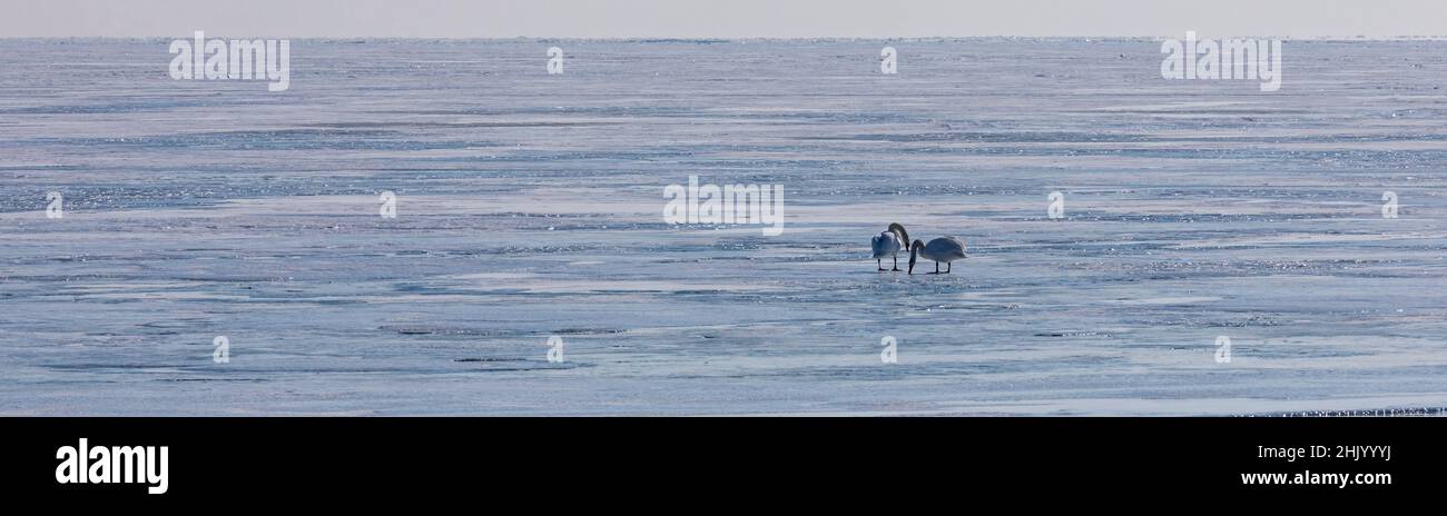 Canton de Harrison, Michigan - cygnes muets (Cygnus olor) sur le lac gelé St clair.Les cygnes muets sont considérés comme une espèce envahissante au Michigan. Banque D'Images