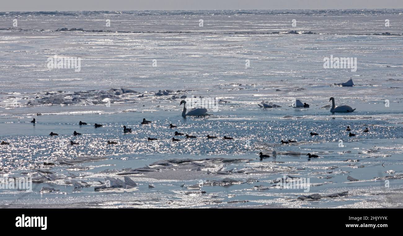 Canton de Harrison, Michigan - cygnes muets (Cygnus olor) et canards sur le lac St clair en hiver.Les cygnes muets sont considérés comme une espèce envahissante au Michigan Banque D'Images