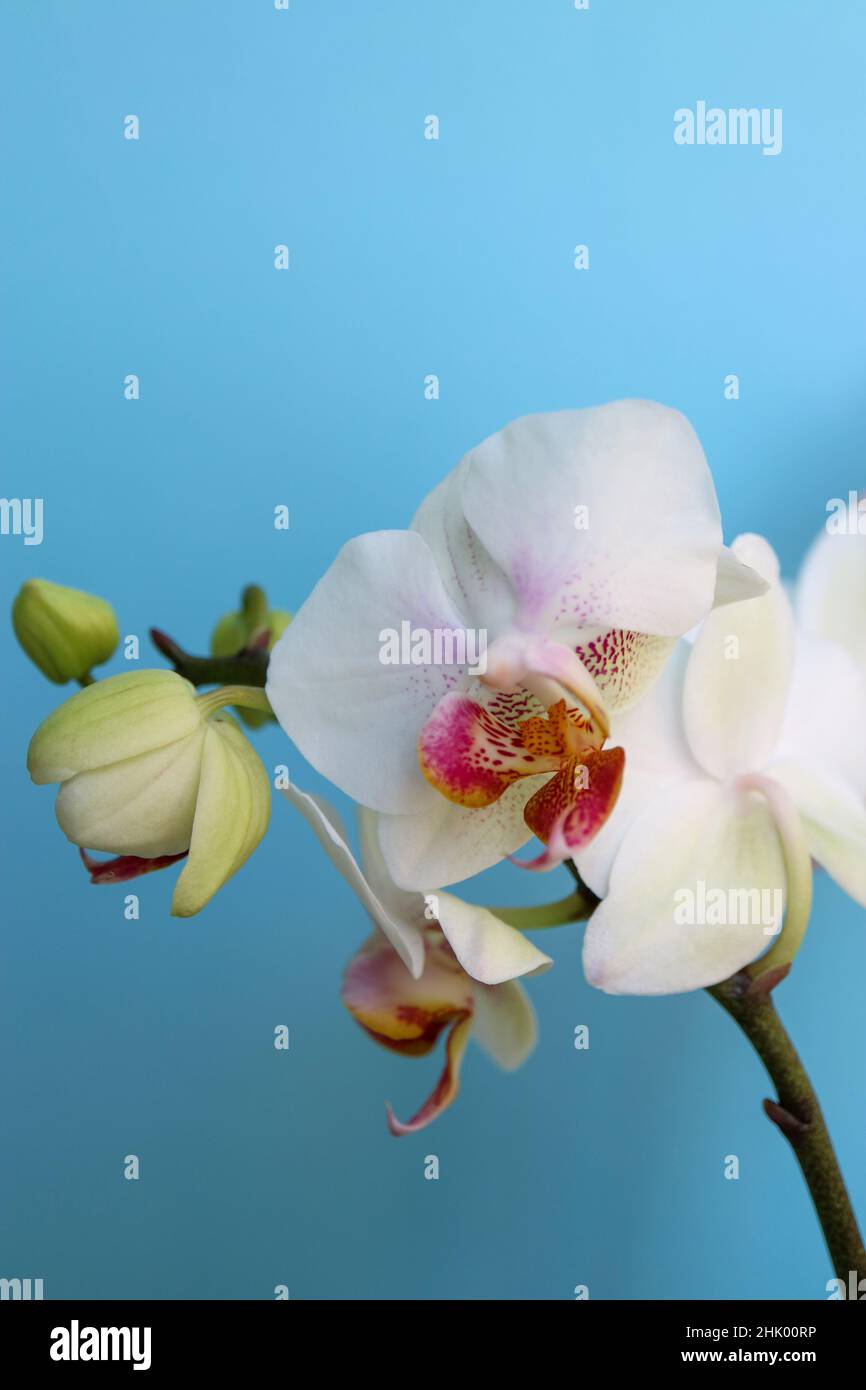 Orchidée blanche avec des pétales et des bourgeons délicats, orchidée avec des motifs rouges et jaunes dans les pétales centraux, fleurs sur fond bleu macro, fleur Banque D'Images