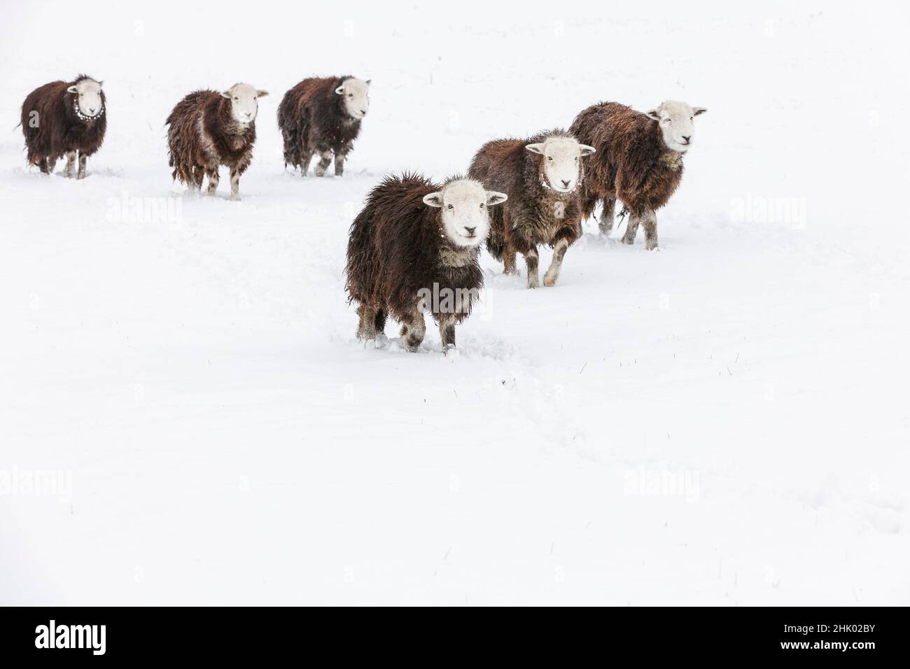 Mouton Herdwick (agneau de brebis) dans la neige Banque D'Images