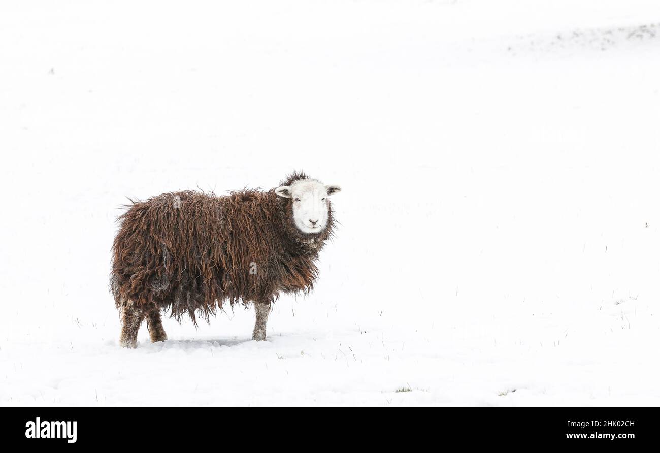 Mouton Herdwick (agneau de brebis) dans la neige Banque D'Images