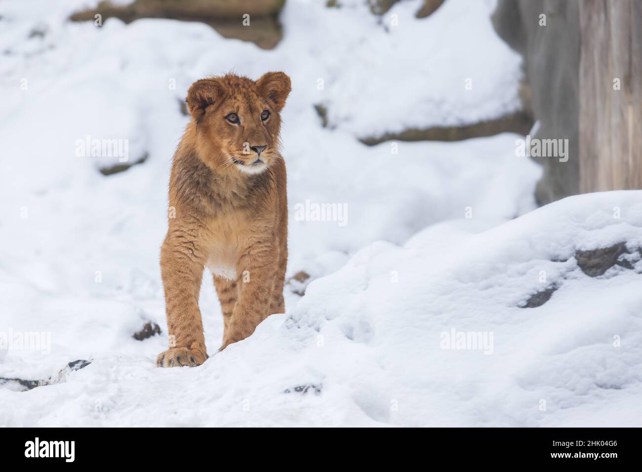 Un lion de berbère se dresse dans un paysage hivernal dans la neige. Banque D'Images