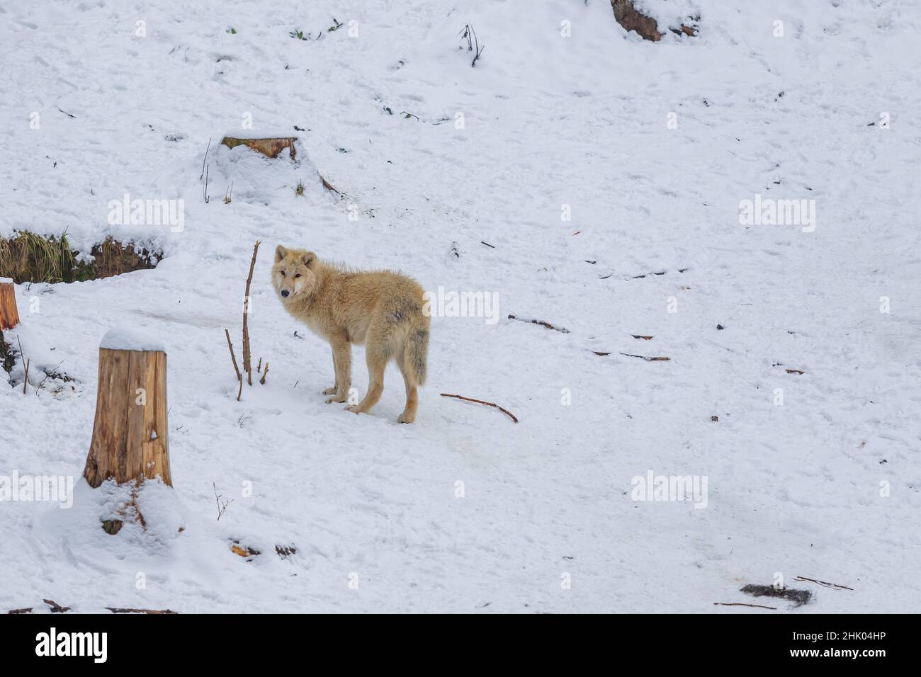 Un loup blanc dans un paysage d'hiver se dresse dans la neige. Banque D'Images