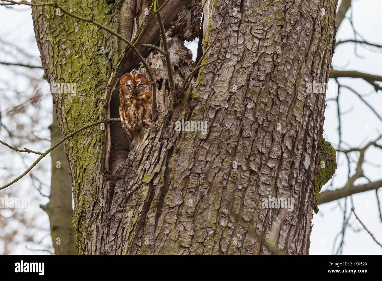 Belle petite chouette petite chouette - Strix aluco assis dans un tronc d'arbre creux. Banque D'Images