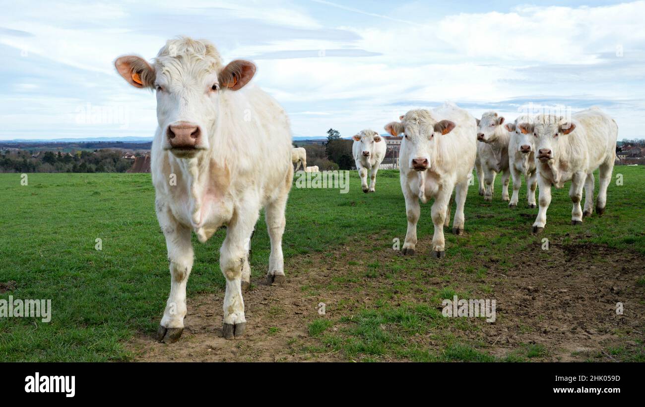 Un troupeau de vaches Charolais dans un champ, à la campagne. Banque D'Images