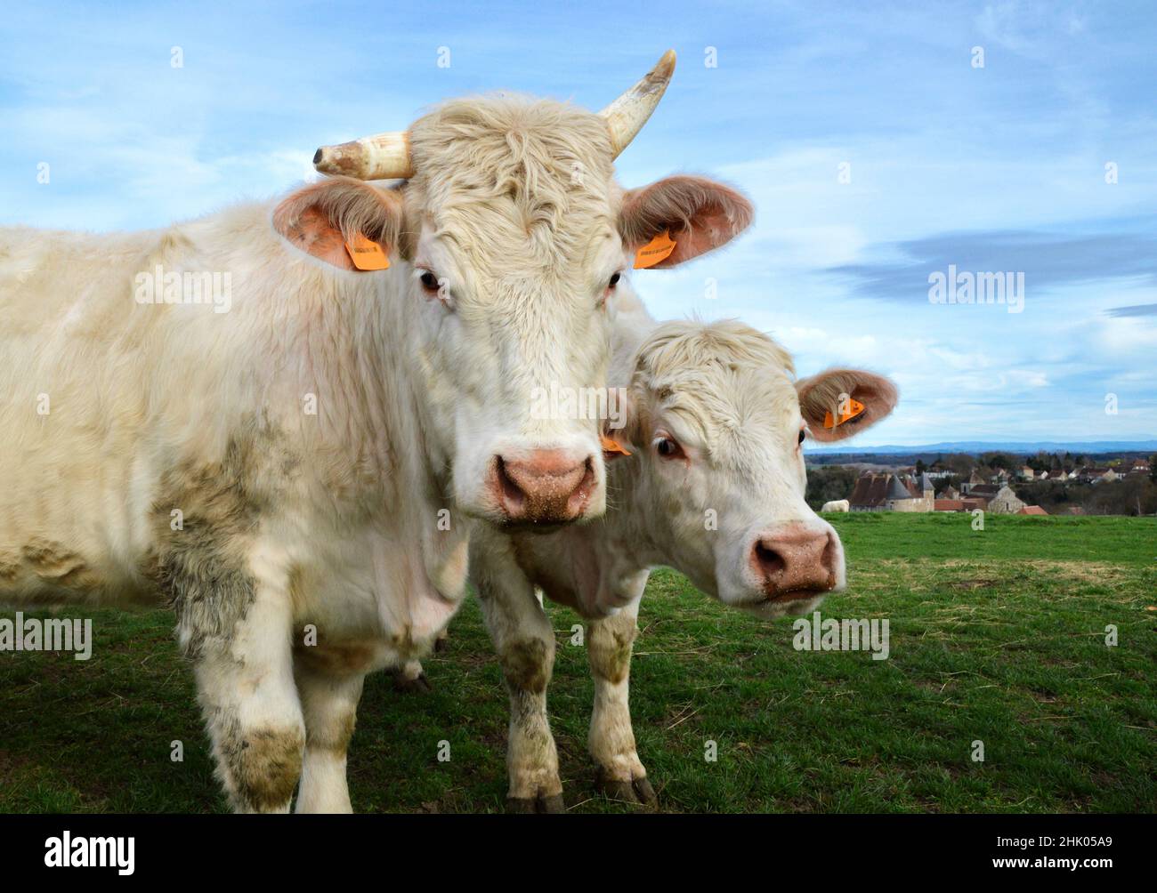 Un troupeau de vaches Charolais dans un champ, à la campagne. Banque D'Images