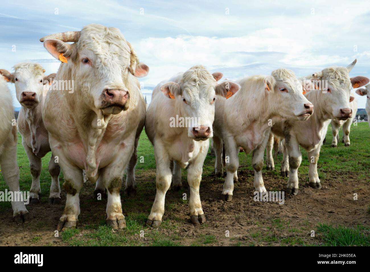 Un troupeau de vaches Charolais avec taureau dans un champ, à la campagne. Banque D'Images