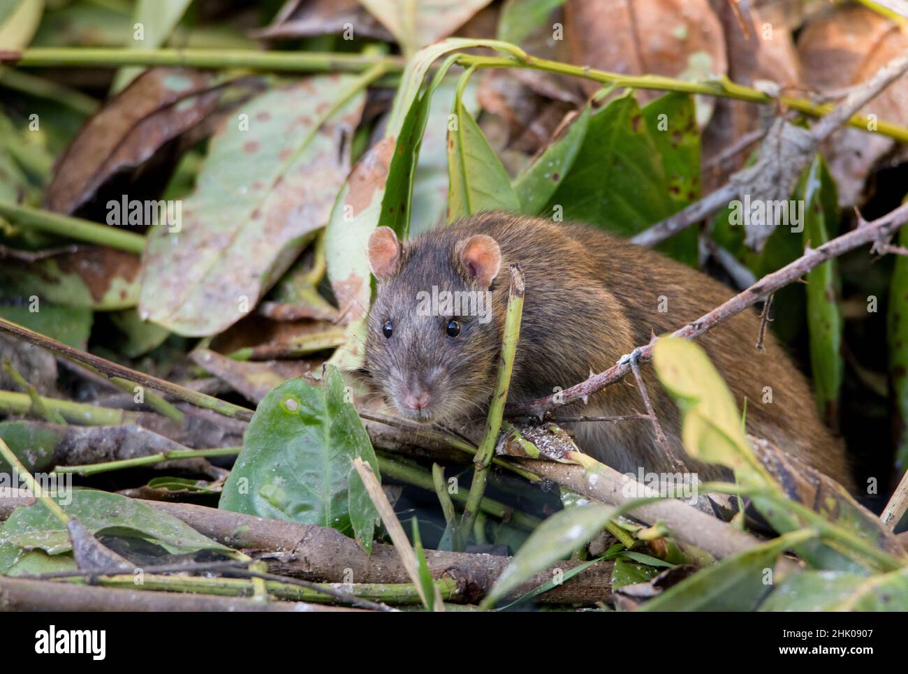 Rat brun, Rattus norvegicus, rat dans un jardin britannique, printemps 2022 Banque D'Images