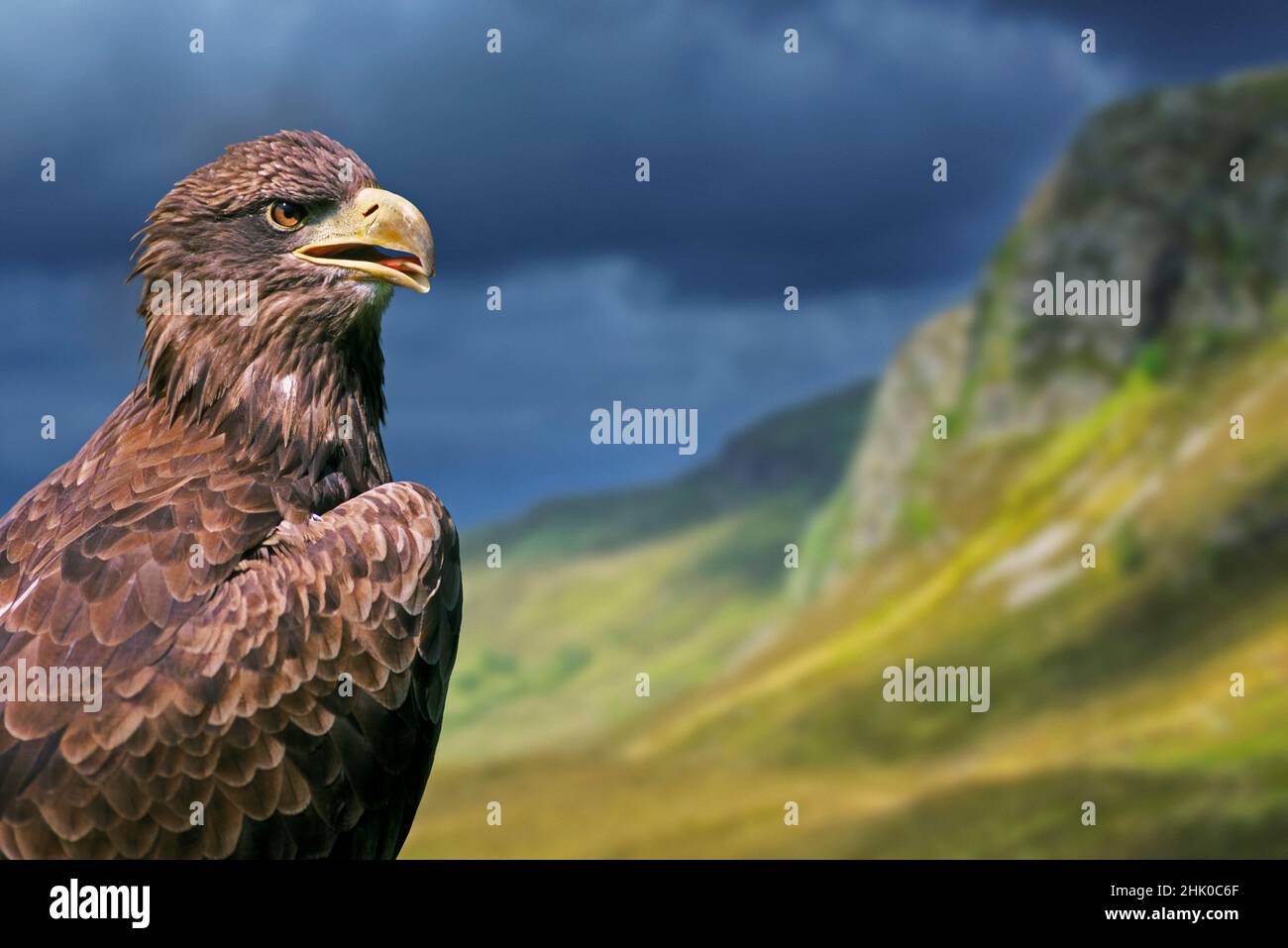 Portrait en gros plan de l'aigle royal (Aquila chrysaetos) dans les Highlands écossais, en Écosse Banque D'Images