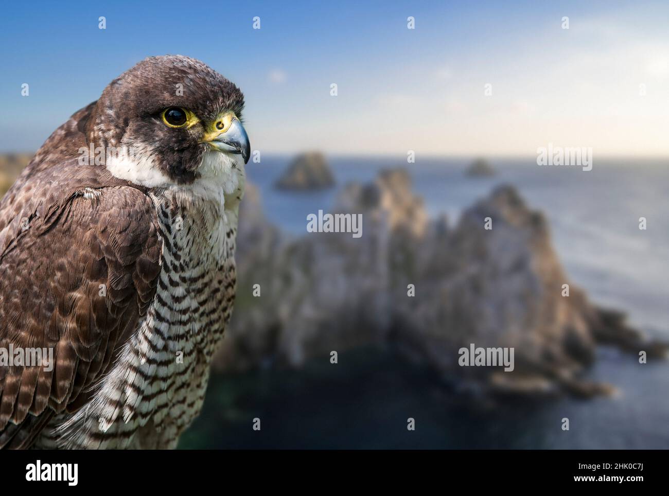 faucon pèlerin (Falco peregrinus) gros plan de la femelle perchée sur la falaise maritime.Composite numérique Banque D'Images