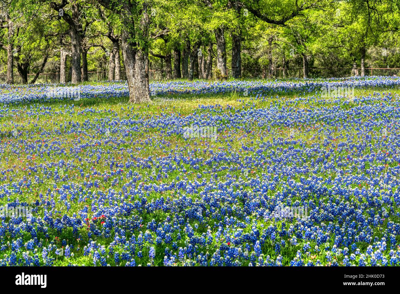 Texas Bluebonnets Banque D'Images