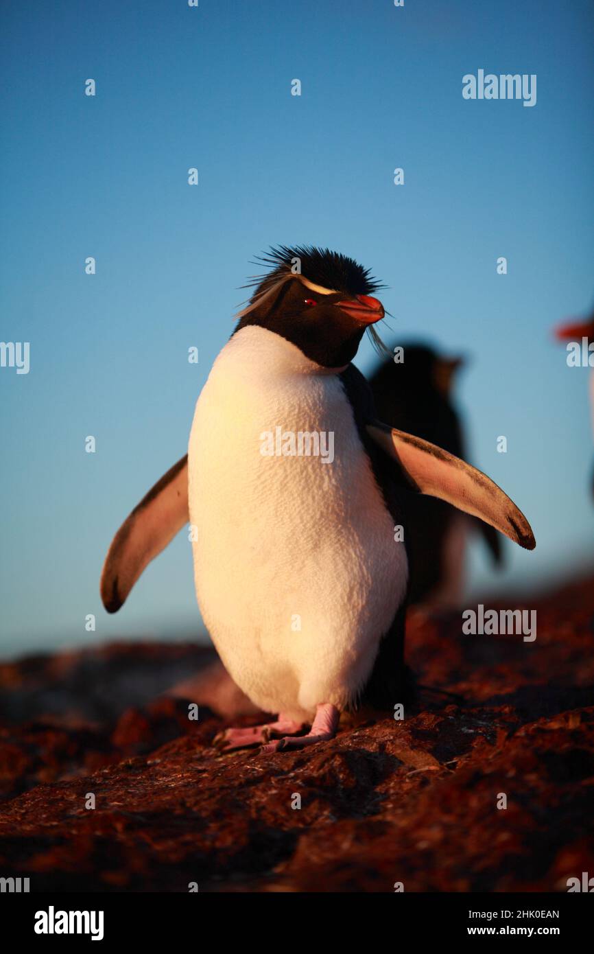 Manchot de Rockhopper , eudyptes chrysocome , Patagonie , Argentine Banque D'Images