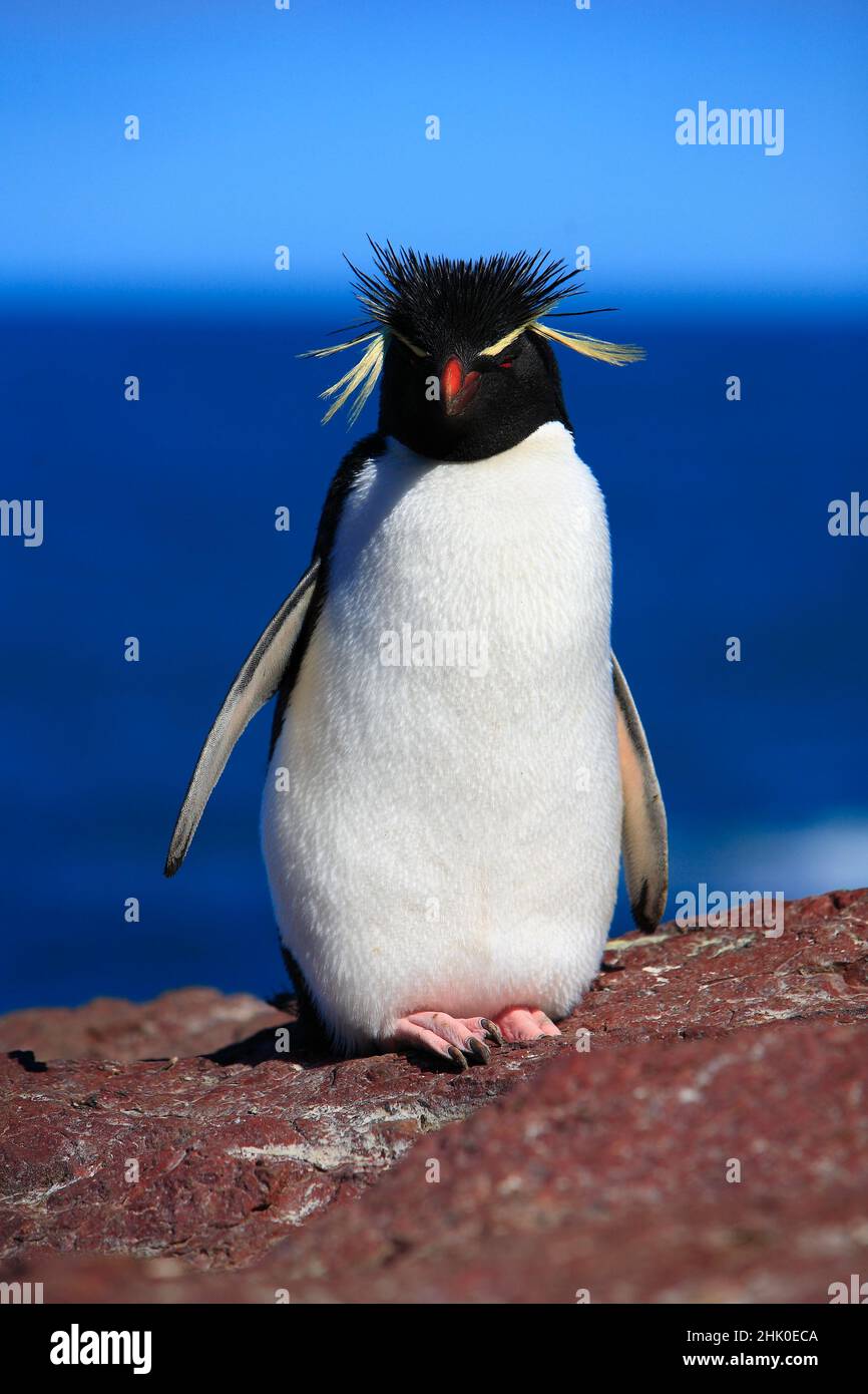 Manchot de Rockhopper , eudyptes chrysocome , Patagonie , Argentine Banque D'Images