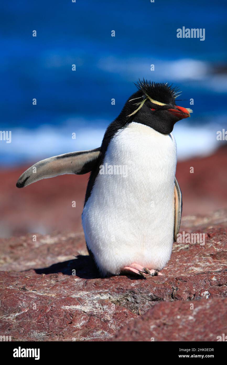 Manchot de Rockhopper , eudyptes chrysocome , Patagonie , Argentine Banque D'Images