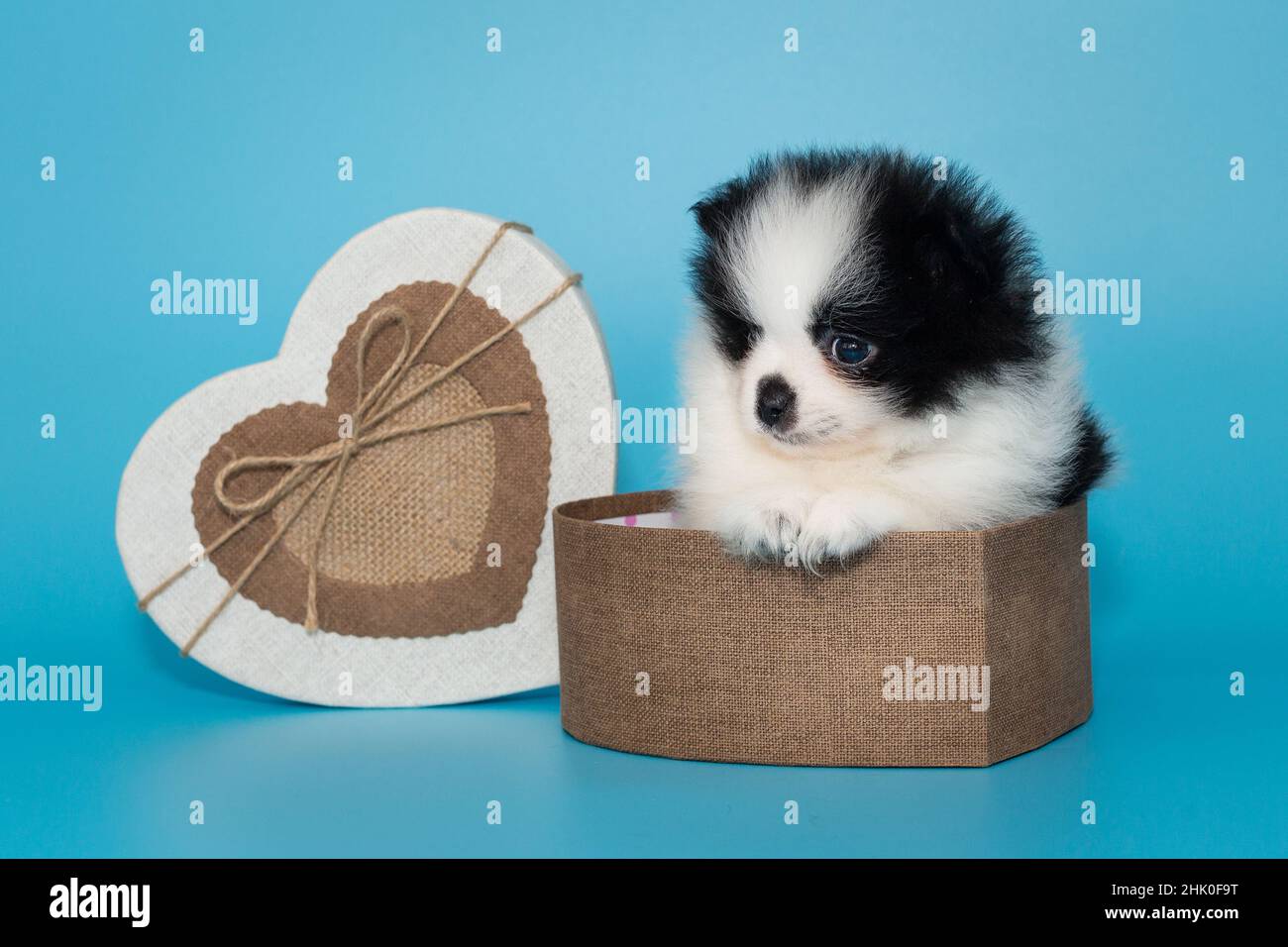 Petit chiot pomeranien dans une boîte cadeau en forme de cœur sur fond bleu. Banque D'Images