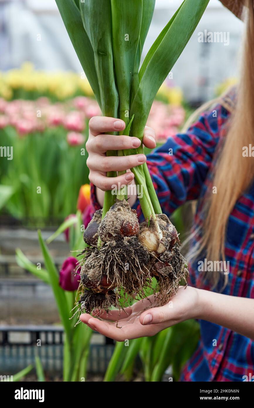 Main femelle tenant la fleur de tulipe avec des bulbes Banque D'Images