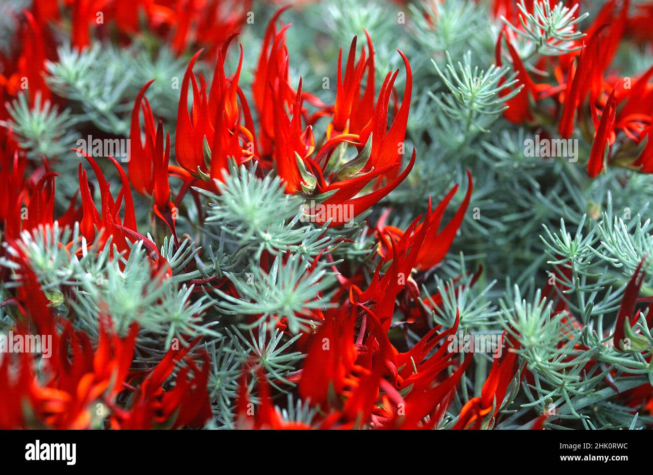 Picopaloma, le bec de Parrot ou le gemme de corail (Lotus berthelotii) est une plante herbacée vivace prostrate endémique à Ténérife, aux îles Canaries, en Espagne.Fleurs rouges Banque D'Images