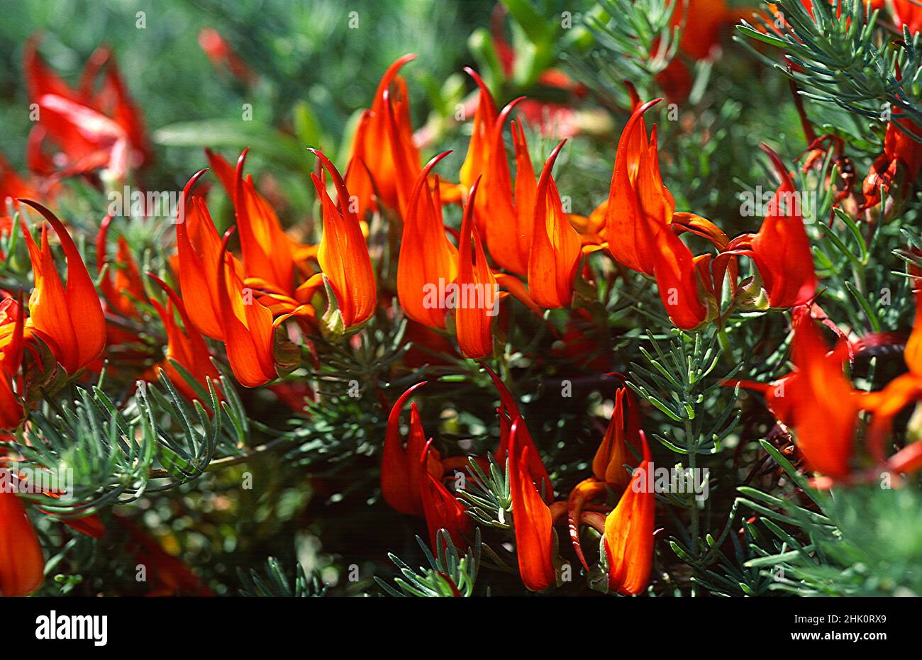 Picopaloma, le bec de Parrot ou le gemme de corail (Lotus berthelotii) est une plante herbacée vivace prostrate endémique à Ténérife, aux îles Canaries, en Espagne.Fleurs d'orange Banque D'Images