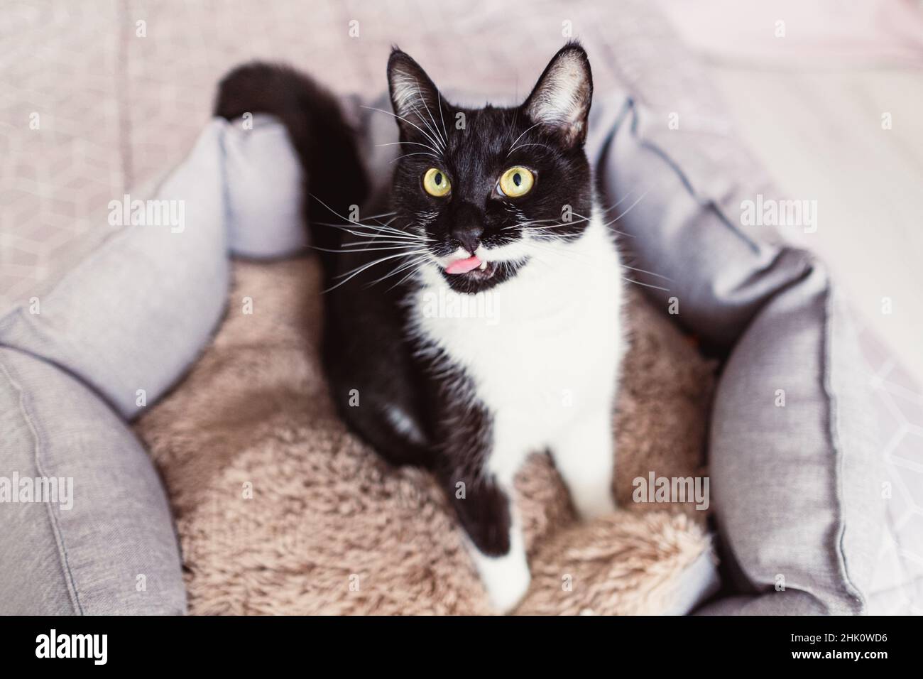 Magnifique jeune chat noir et blanc de couleur inhabituelle regardant vers le haut, léchant ses lèvres, assis dans un lit d'animal de compagnie, vue de dessus.Chaton noir avec des whiskers blancs.ECO Banque D'Images