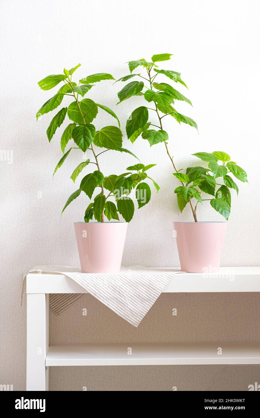 Deux plantes à la maison vertes Hibiscus dans des pots roses sur étagère blanche en lumière du jour.Belle affiche verticale dans des couleurs douces.Biophile minimaliste Banque D'Images