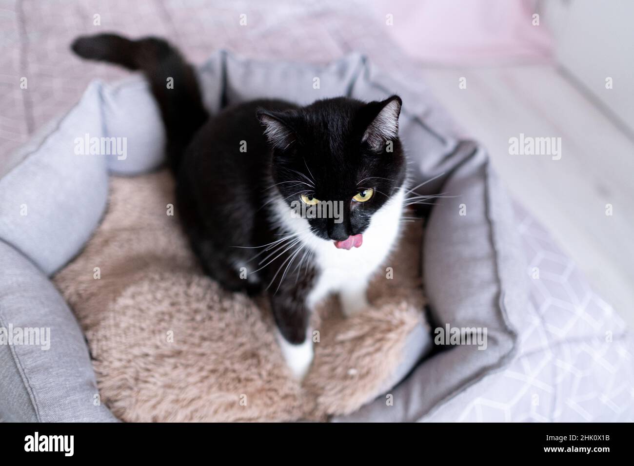 Jeune chat noir et blanc bien entretenu léchant son nez avec sa langue tout en étant assis dans un lit pour animaux, vue du dessus.Produits écologiques pour animaux de compagnie.Attention Banque D'Images