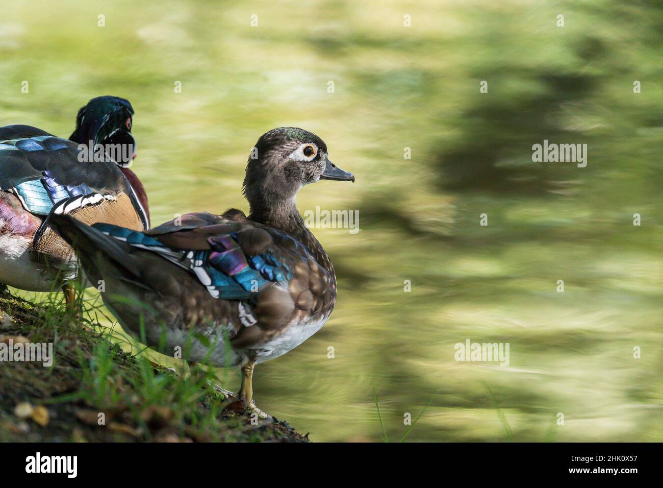 Canard ornemental coloré sur un arbre près de l'étang. Banque D'Images