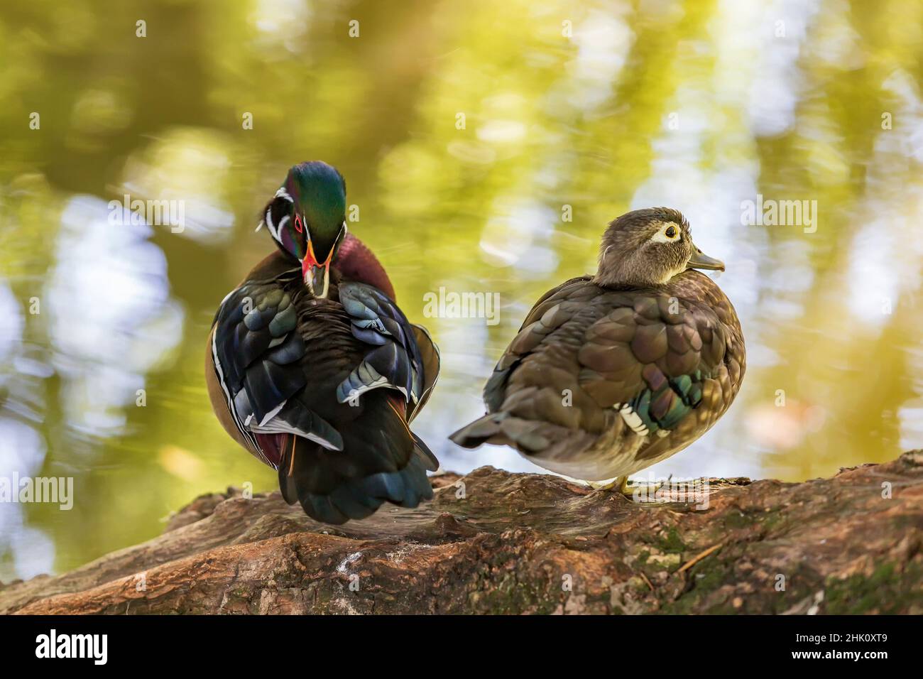 Canard ornemental coloré sur un arbre près de l'étang. Banque D'Images