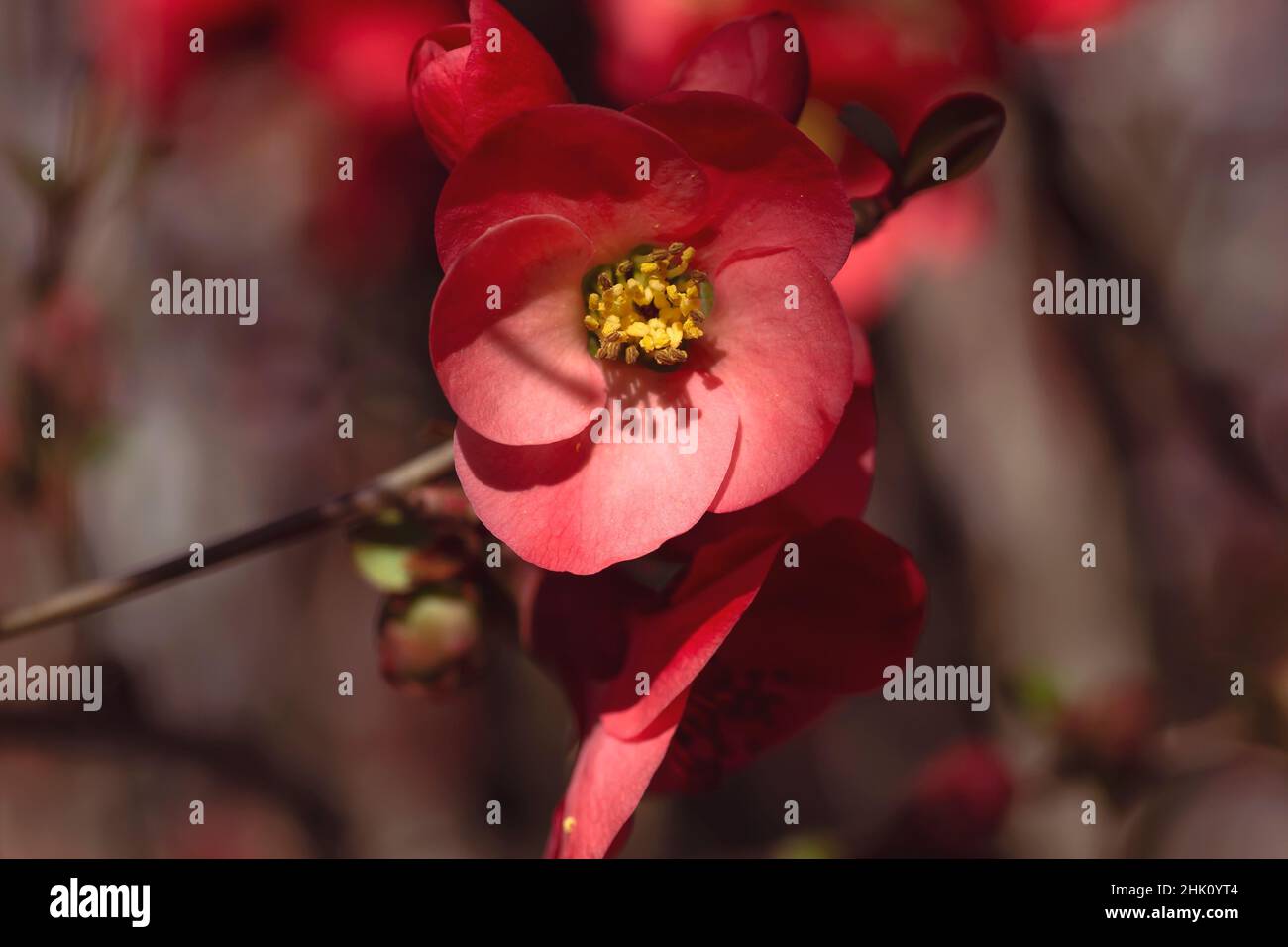 Détail des fleurs de couleur rose foncé du coing de Maule (Chaenomeles Japonica) Banque D'Images