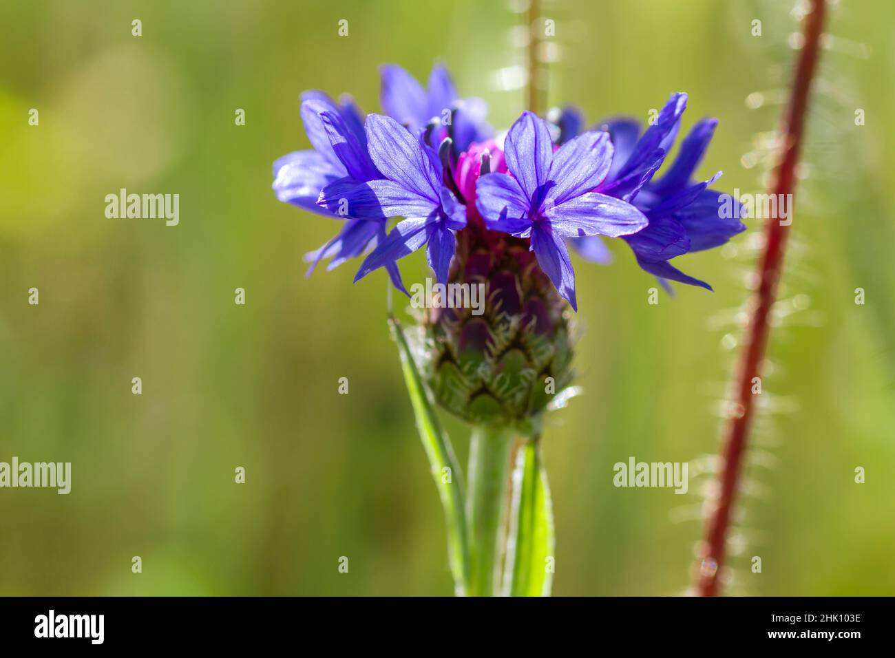 Bouton de baccalauréat (Centaurea cyanus) fleur bleue purplish floraison Banque D'Images