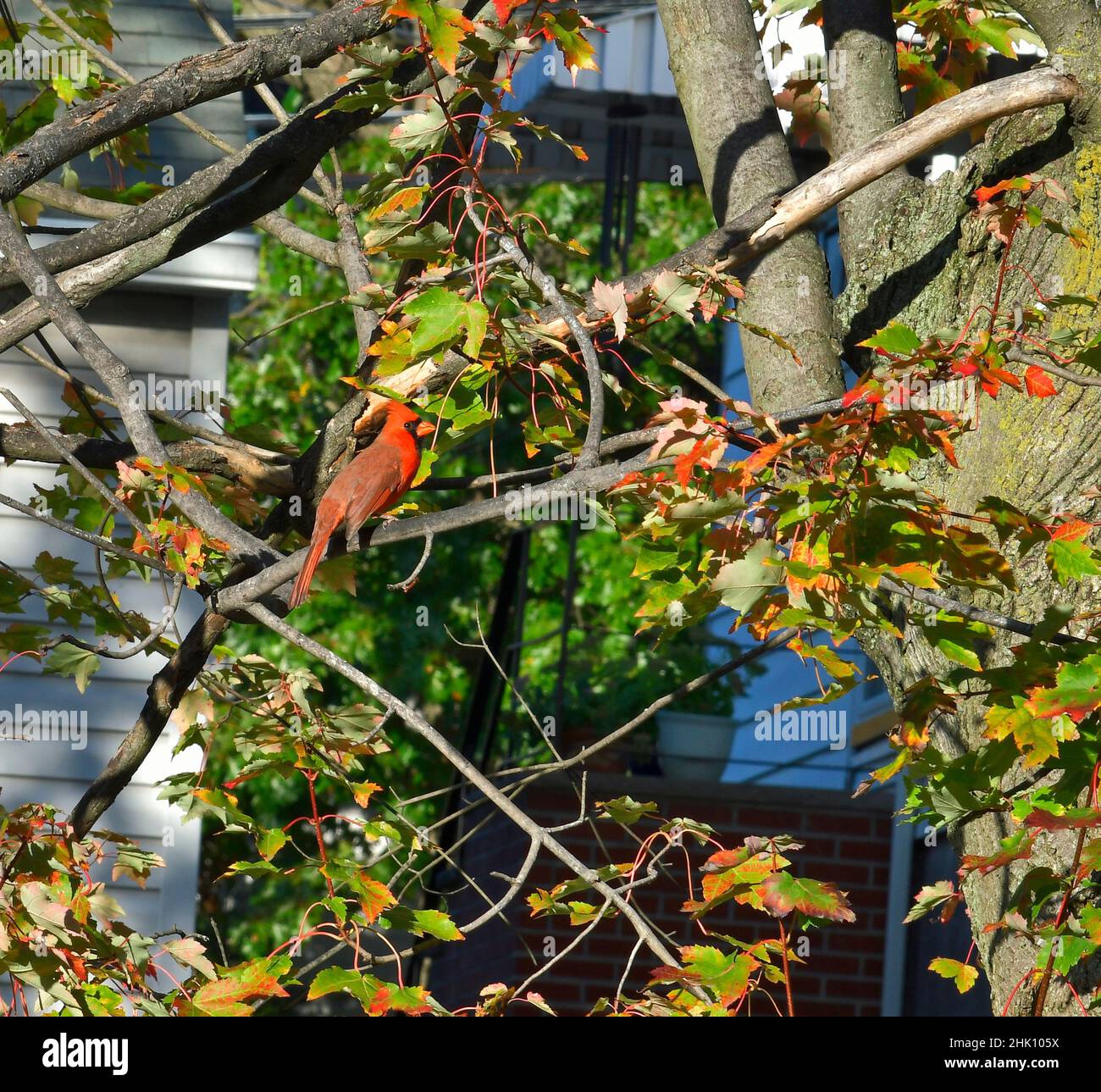 Beau cardinal mâle dans un chêne sur une branche, avec des feuilles d'automne colorées. Banque D'Images