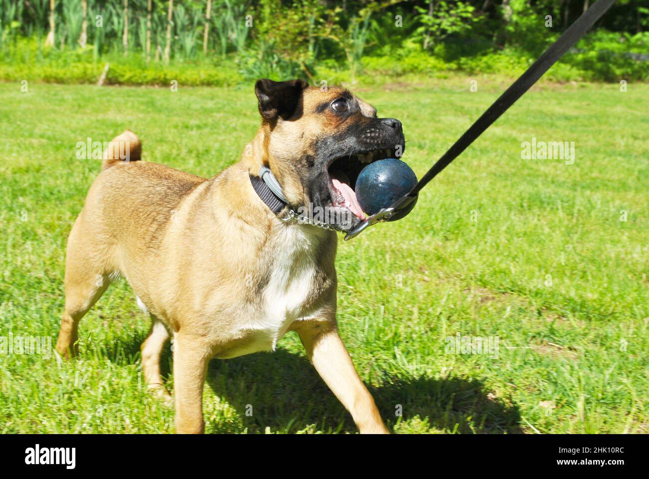 Chiot jouant au ballon lors d'une chaude journée d'été Banque D'Images
