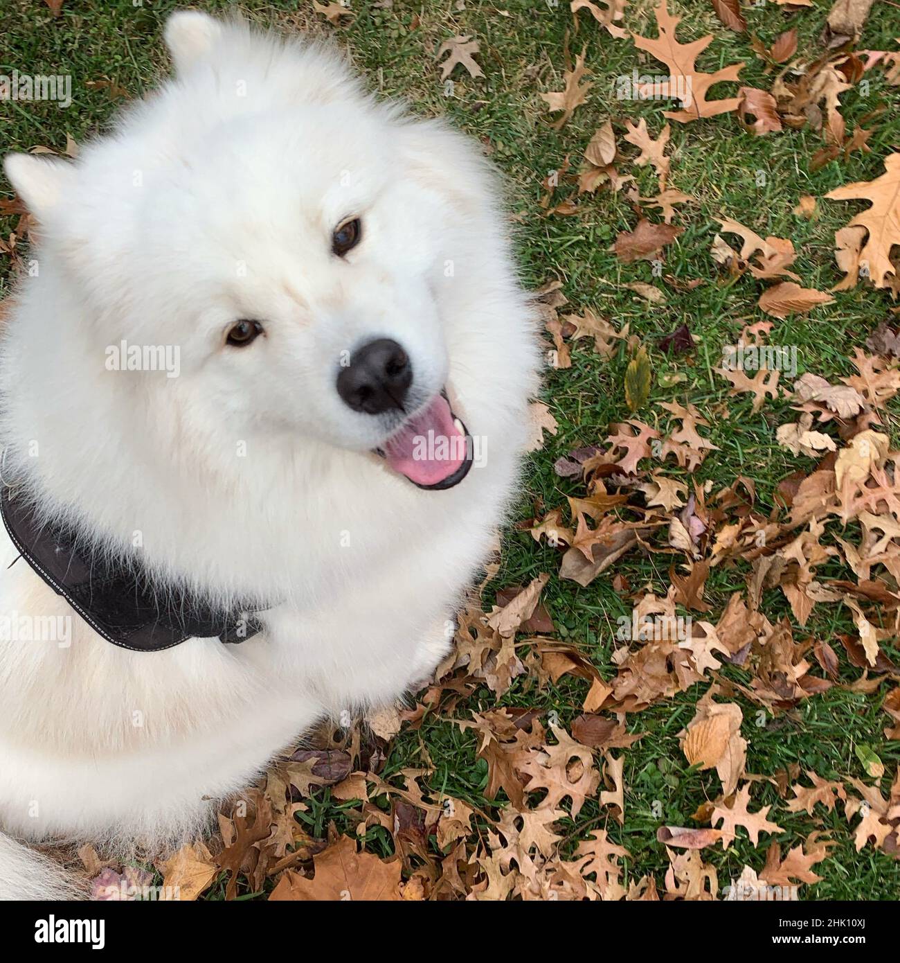 joli chien de samoyed Banque D'Images