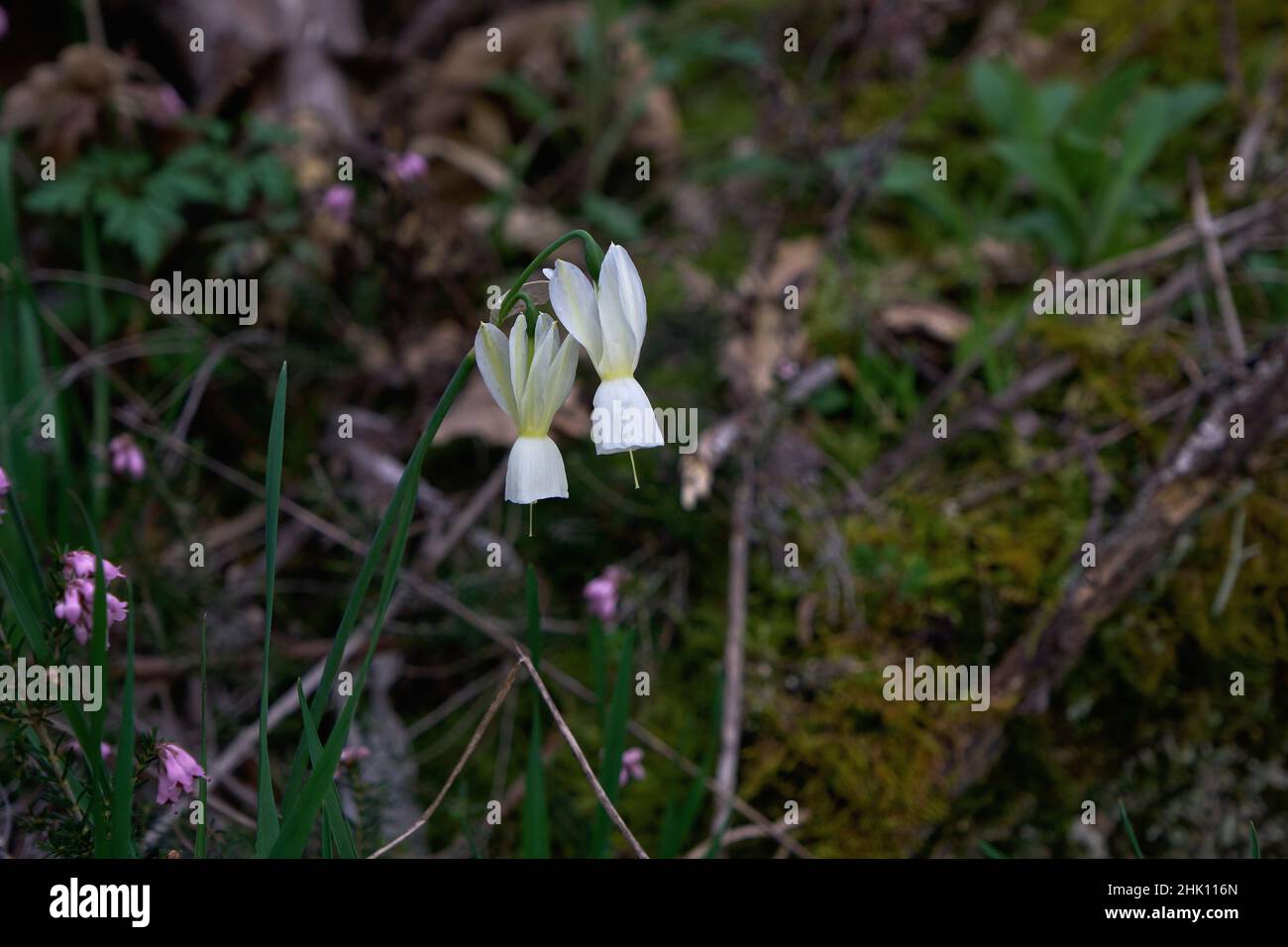 Les larmes d'Ange (Narcissus triandrus) fleurissent des fleurs blanches Banque D'Images