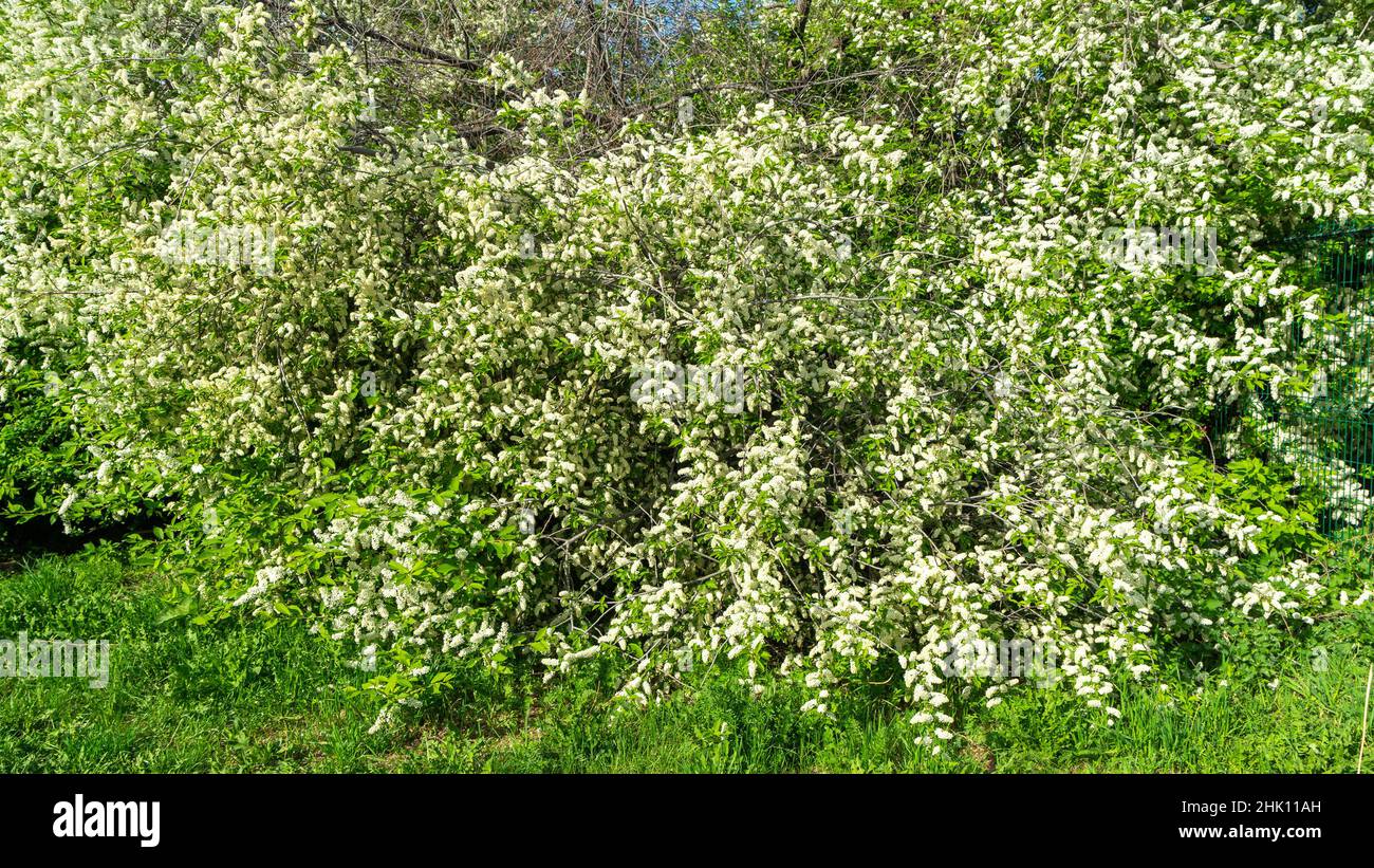 Un grand buisson ou arbre de cerisier d'oiseau blanc en fleurs sur un fond de feuillage vert et d'herbe au printemps. Gros plan d'un arbre à fleurs. Banque D'Images