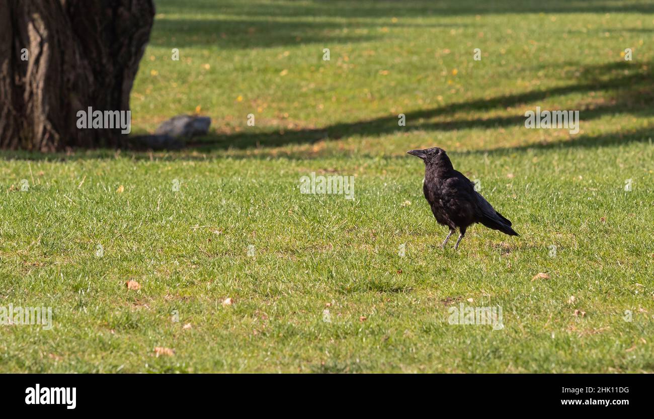 Oiseau noir dans le parc d'automne.Raven marche sur le chemin du jardin de la ville.Crow est à la recherche de nourriture dans le parc d'automne Banque D'Images