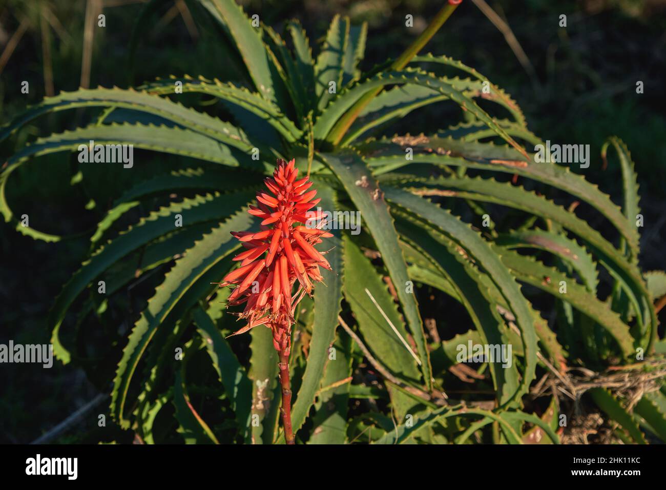 Aloe arborescens hiver floraison plante succulente fleur rouge Banque D'Images