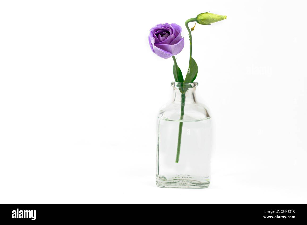 Belle fleur violette eustoma dans vase transparent avec sur fond blanc avec espace de copie Banque D'Images