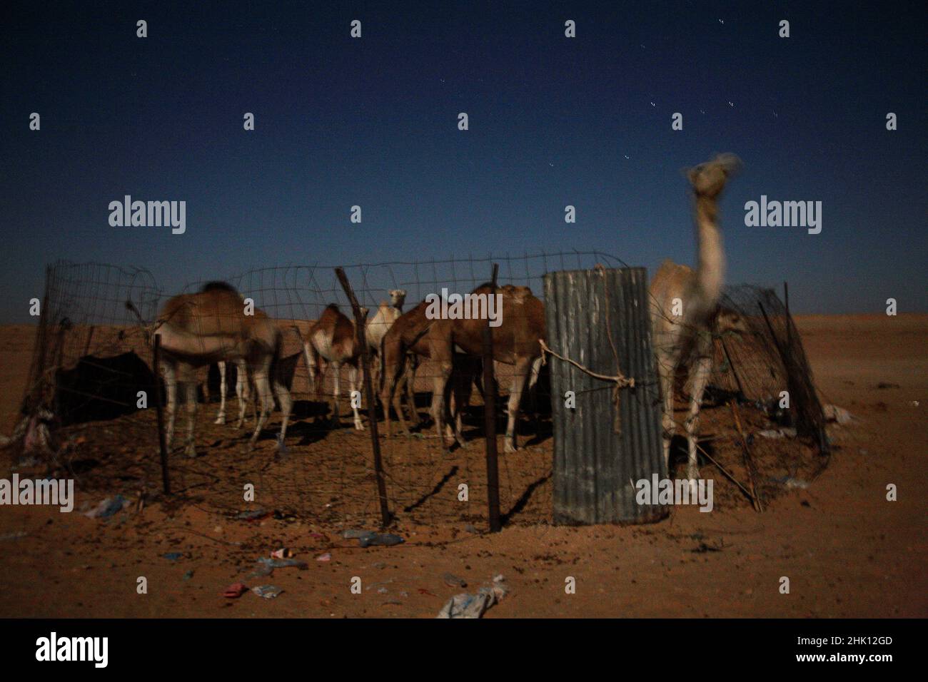 Un groupe de chameaux, la nuit, au camp de réfugiés de Smara Sahrawi, à Tindouf, en Algérie. Ils sont utilisés pour le lait et la viande. Banque D'Images
