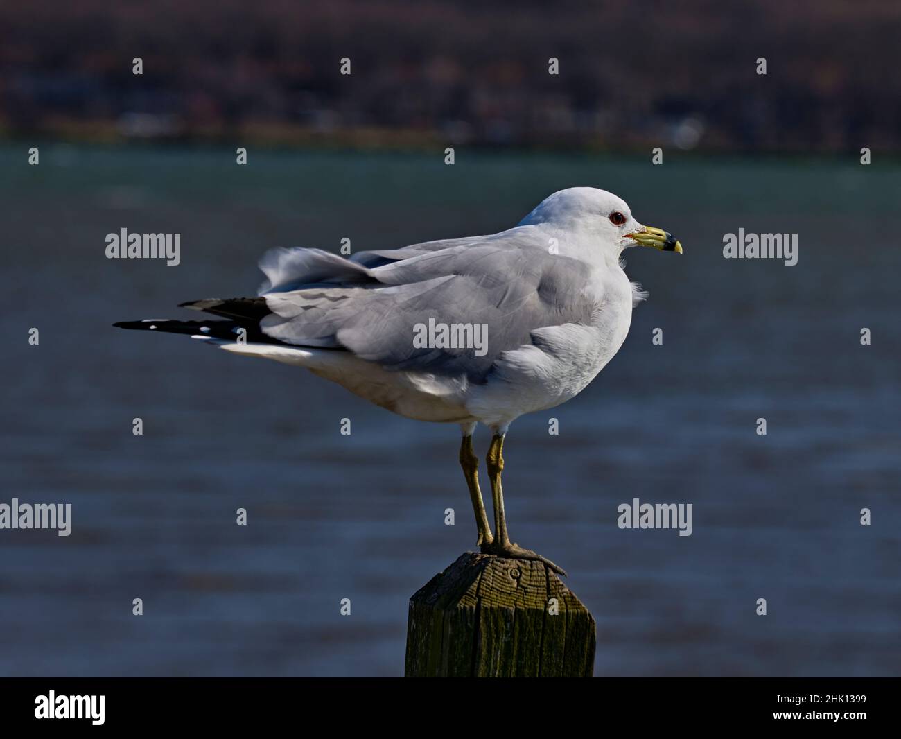 Gros plan sur le mouette à anneau.Qui est un goéland commun de taille moyenne ou un autre grand oiseau de mer.La facture relativement courte est jaune avec un anneau sombre. Banque D'Images