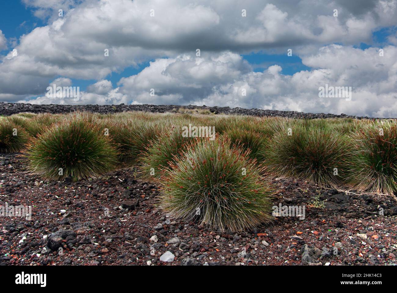 Juncus acutus (forte ruée) est ici vu sur l'île de Pico dans les Açores.Ici, il est classé comme une espèce exotique, envahissante. Banque D'Images