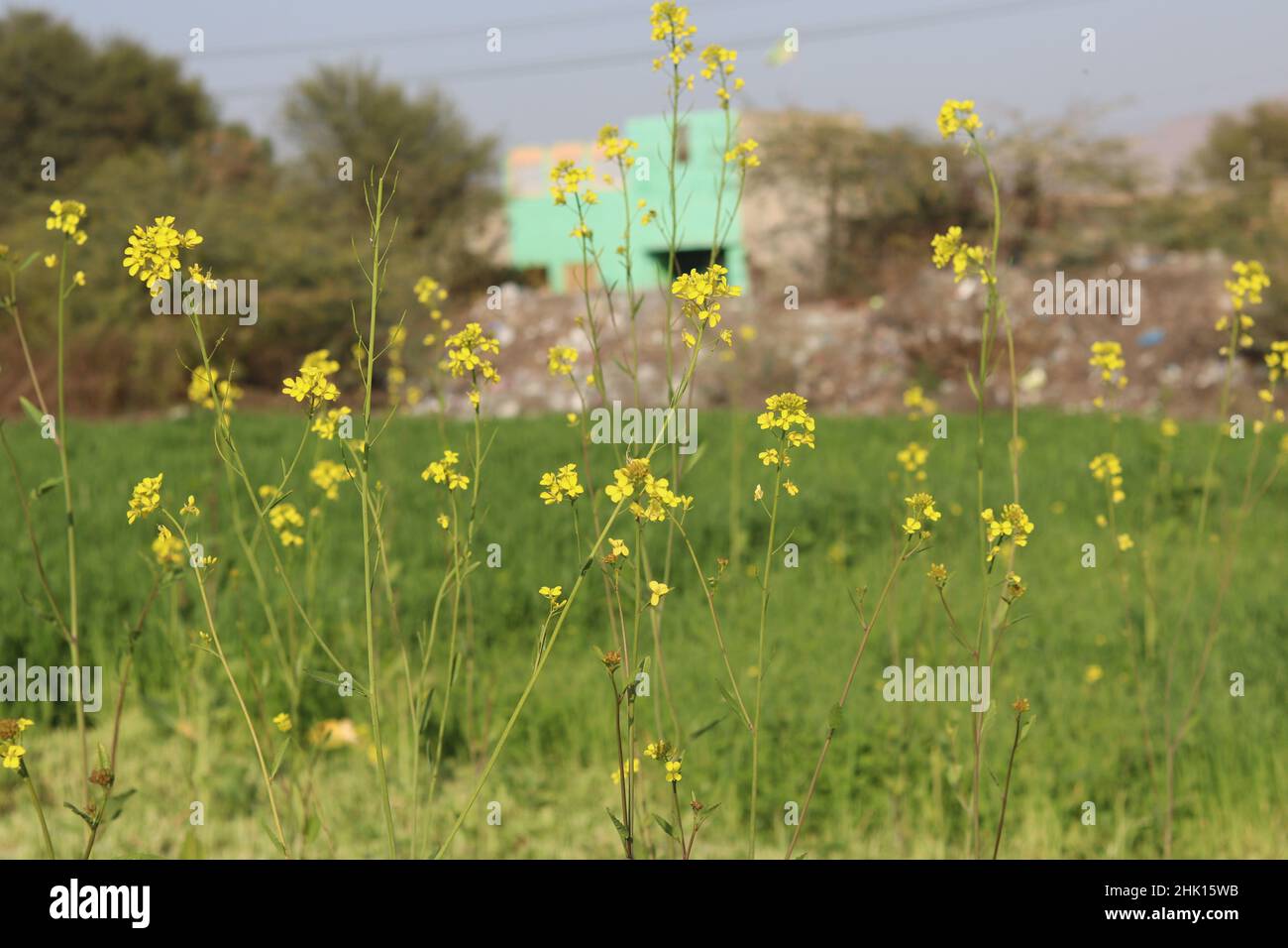 gros plan de fleurs de canola jaune florissant gratuit à télécharger Banque D'Images