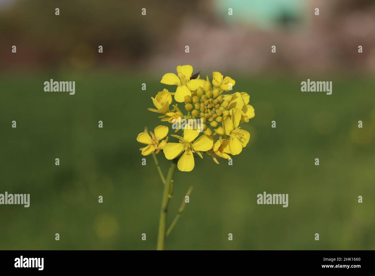 gros plan de fleurs de canola jaune florissant gratuit à télécharger Banque D'Images